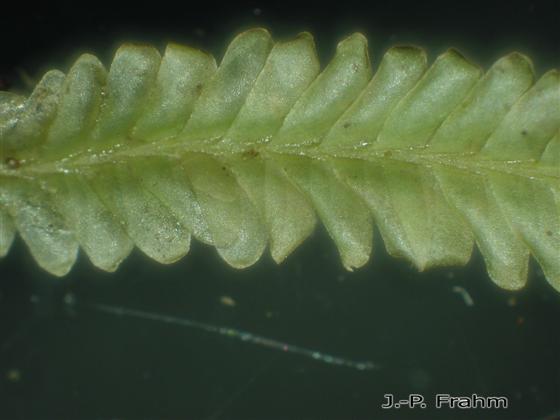 Saccogyna viticulosa (L.) Dumort.